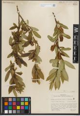Foto von Salix serissima (L. H. Bailey) Fern.